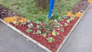 IMG_20161215_145156